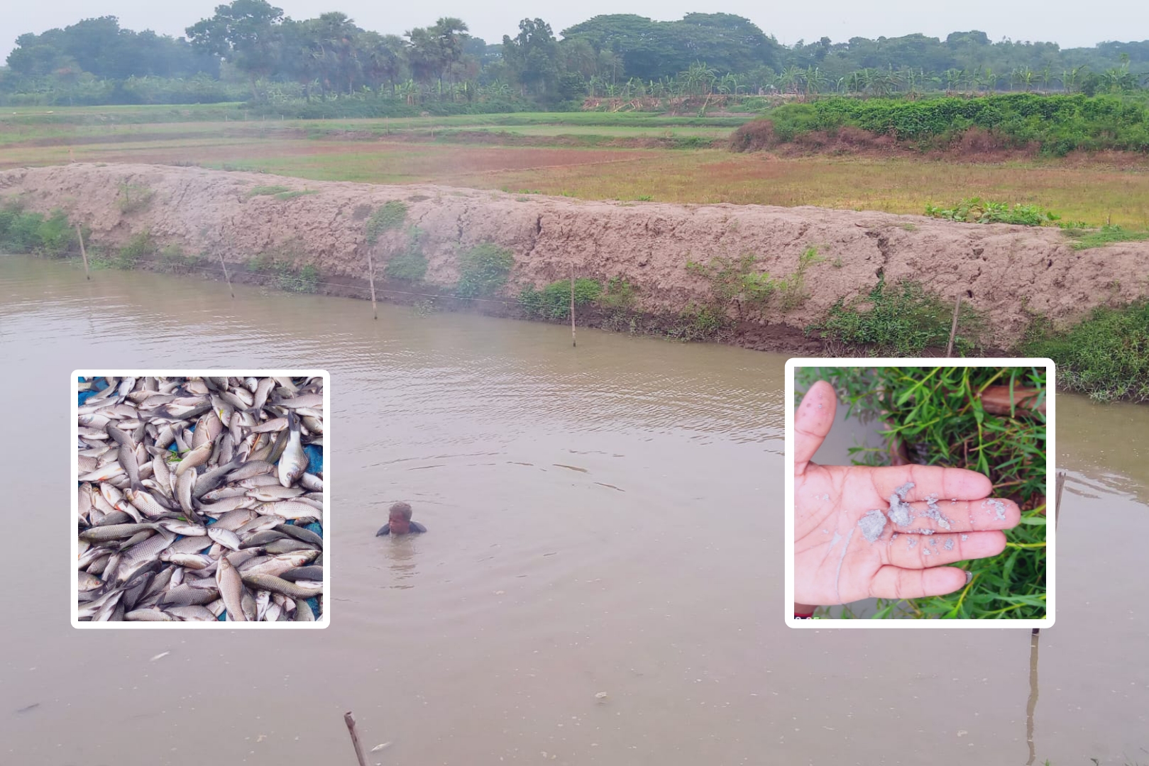 মণিরামপুরে পূর্ব শত্রুতার জের ধরে মাছের ঘেরে বিষ প্রয়োগ