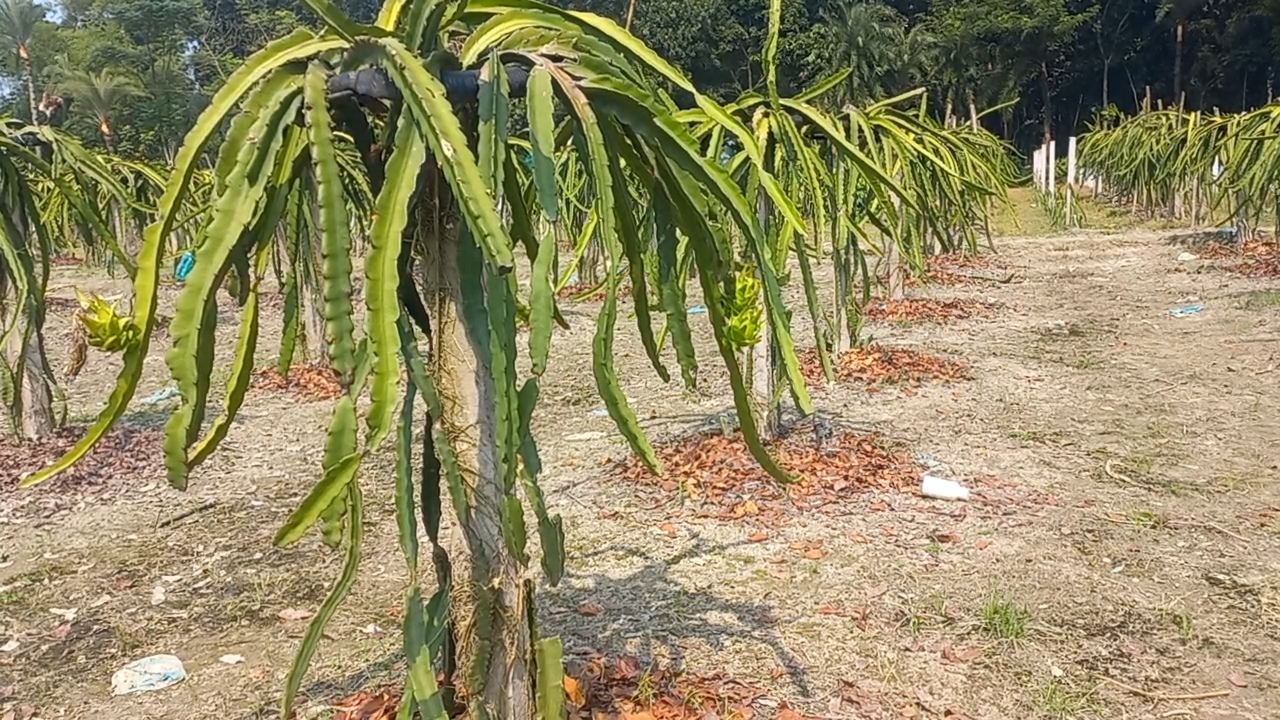 মণিরামপুরে কৃষকের ৬০০ ড্রাগন গাছ কর্তন, মেম্বারের দুই ছেলেকে ফাঁসানোর অভিযোগ