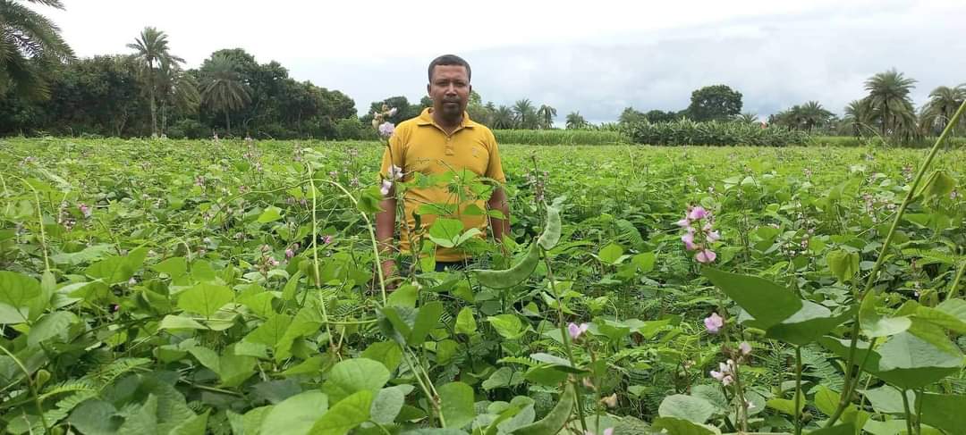 মণিরামপুরের মাঠে মাঠে আগাম জাতের হাইব্রিড শিমের সমারোহ