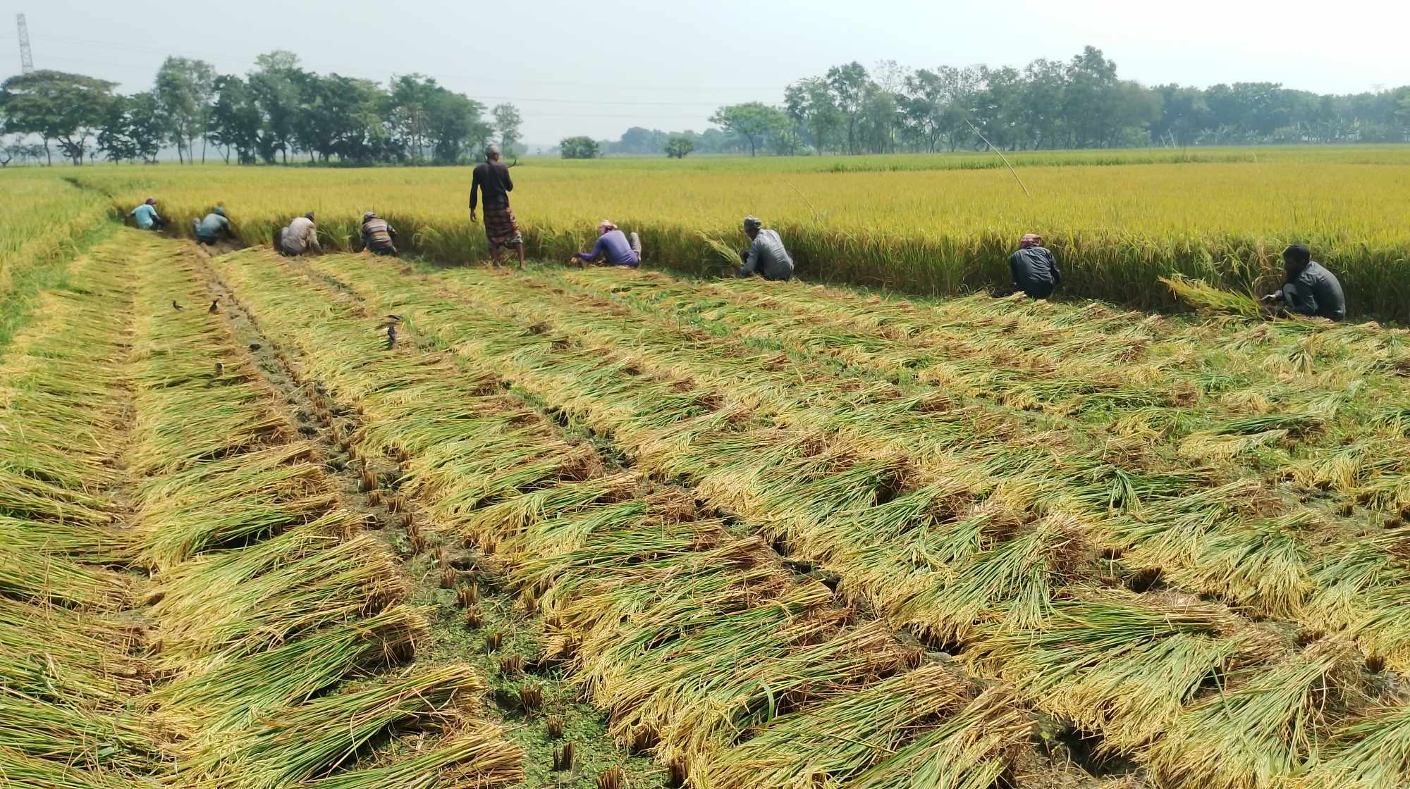 ছবি- কৃষকের ধান কাটার দৃশ্য। 