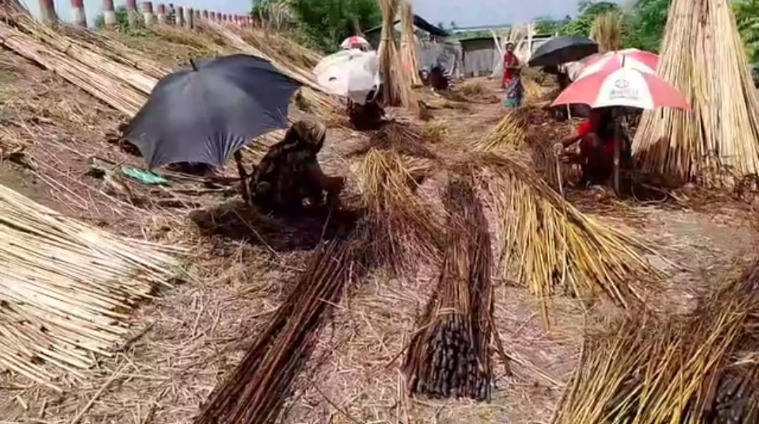 মণিরামপুরের কৃষকরা পাট নিয়ে পড়েছেন বিপাকে