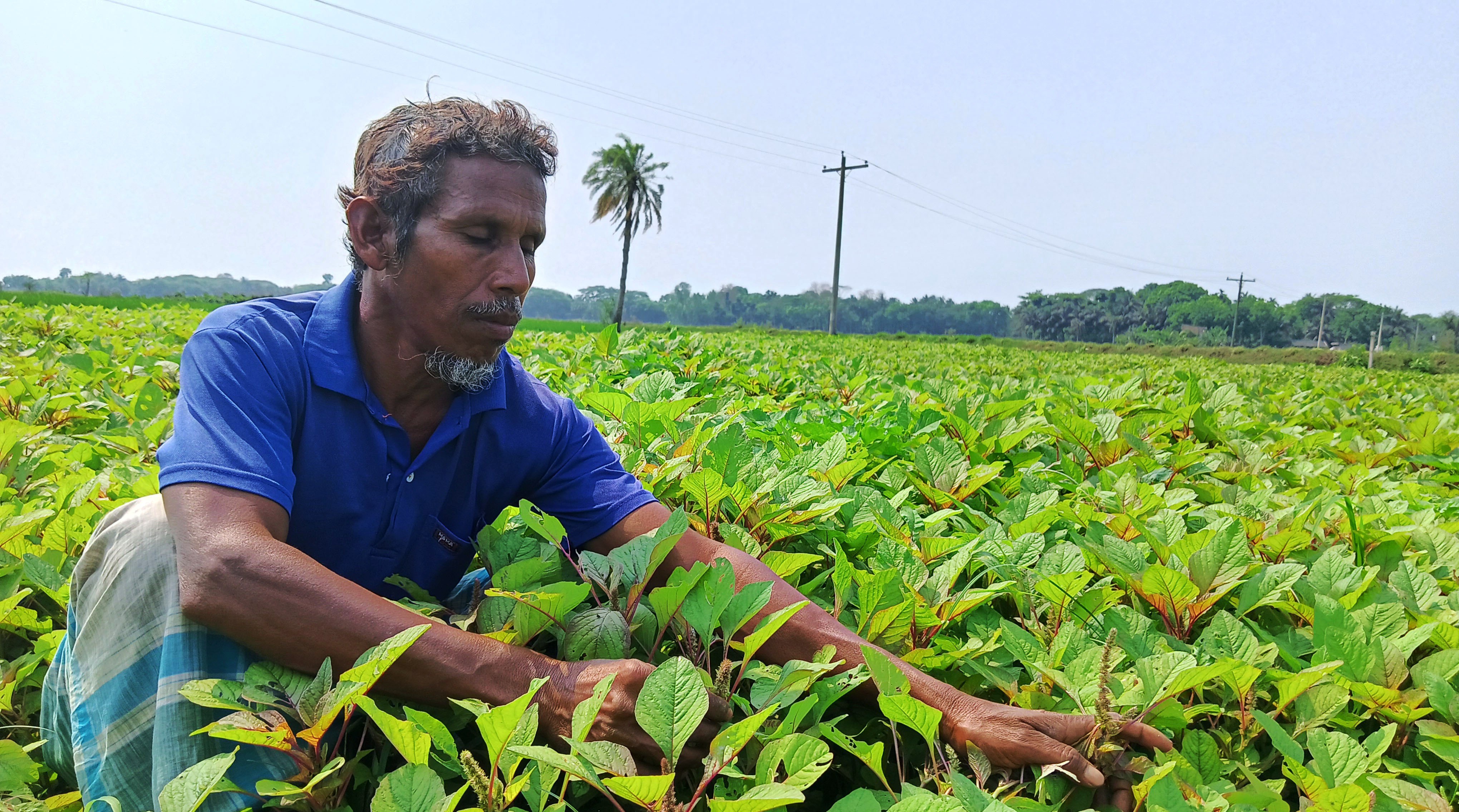 কেশবপুরে বাজারের কেনা ডাটার বীজে কৃষকের মাথায় হাত