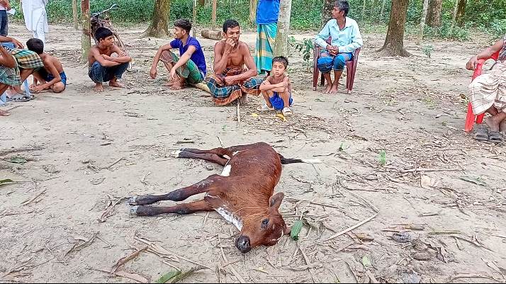 মণিরামপুরে গরুর ময়না তদন্ত